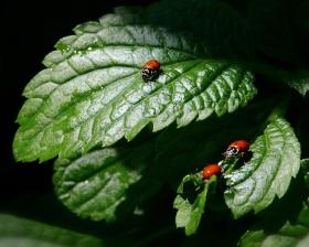Les insectes, amis du jardin