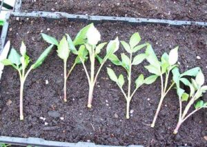 Les boutures au mois d'août