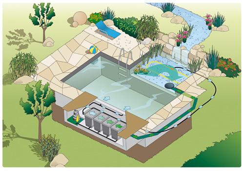 piscine-biologique