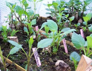 La pousse des boutures