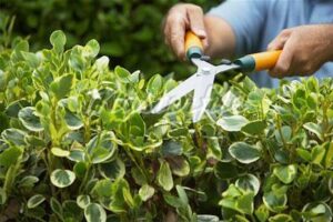 tailler les haies en Janvier