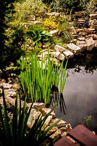 Le système de filtration des piscines naturelles exploite les capacités naturelles des plantes afin que ça soit possible se baigner constamment dans une eau claire et limpide.