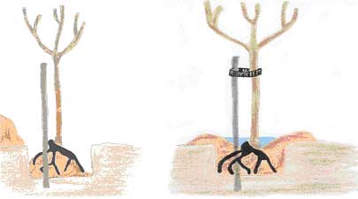 arbres à racines nues