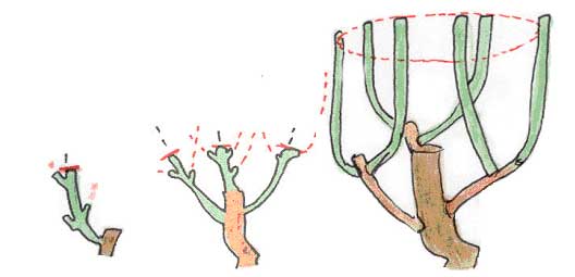La taille de formation