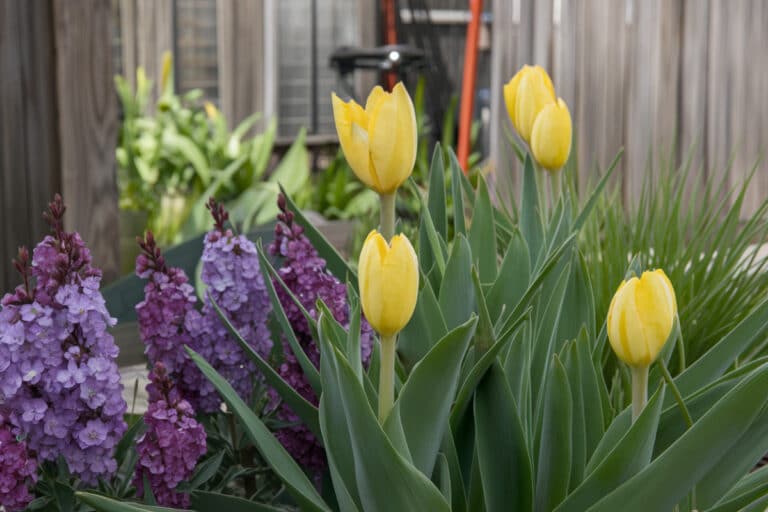 Comment entretenir efficacement votre jardin à la mi-saison pour un printemps éclatant : astuces et conseils pratiques