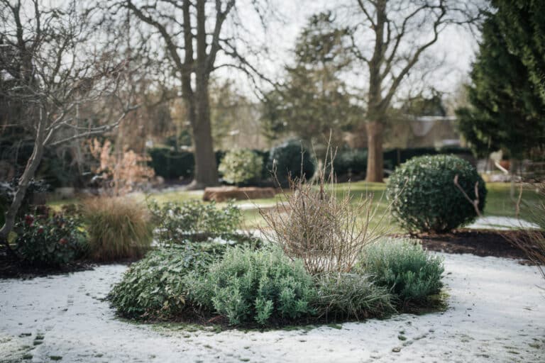 Voici pourquoi entretenir votre jardin en décembre est crucial pour une floraison réussie au printemps
