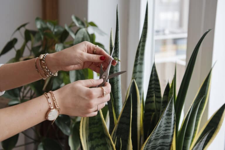 Les 5 erreurs les plus courantes à éviter quand on taille ses plantes d'intérieur pour un décor optimal