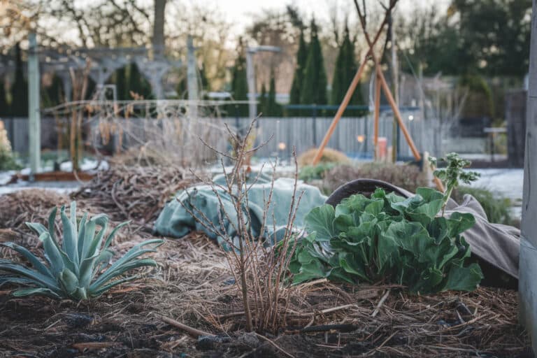 Ces 6 conseils incontournables pour entretenir votre jardin en hiver et anticiper le printemps