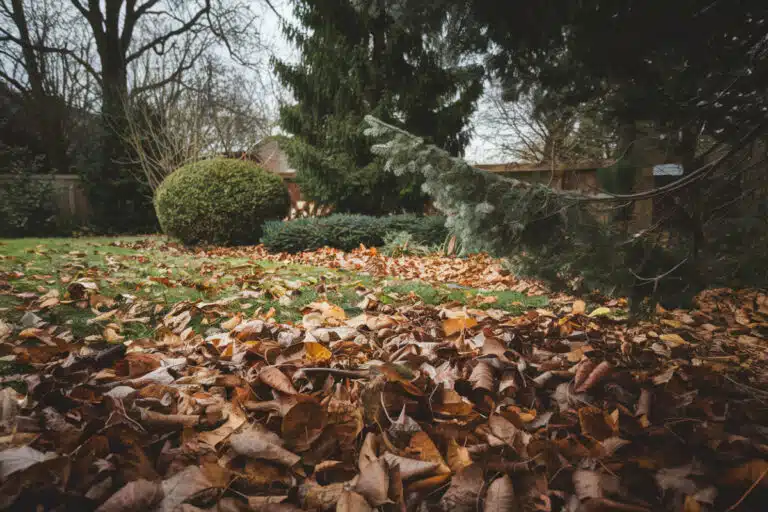 Pourquoi 90% des jardiniers amateurs échouent à entretenir leur jardin en décembre et comment éviter ces erreurs