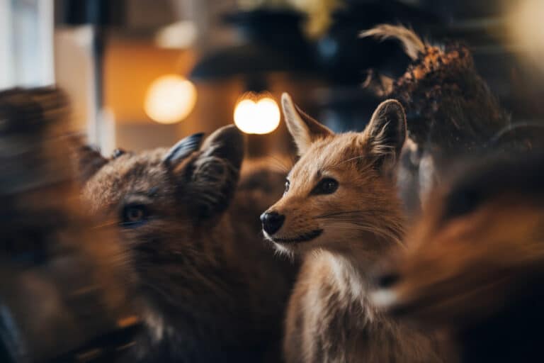 Animaux sauvages surprenant les jardiniers français dans leur potager et massifs floraux.